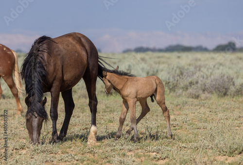 Wild Horse Mare and Foal in Summer in the Wyoming Desert © natureguy