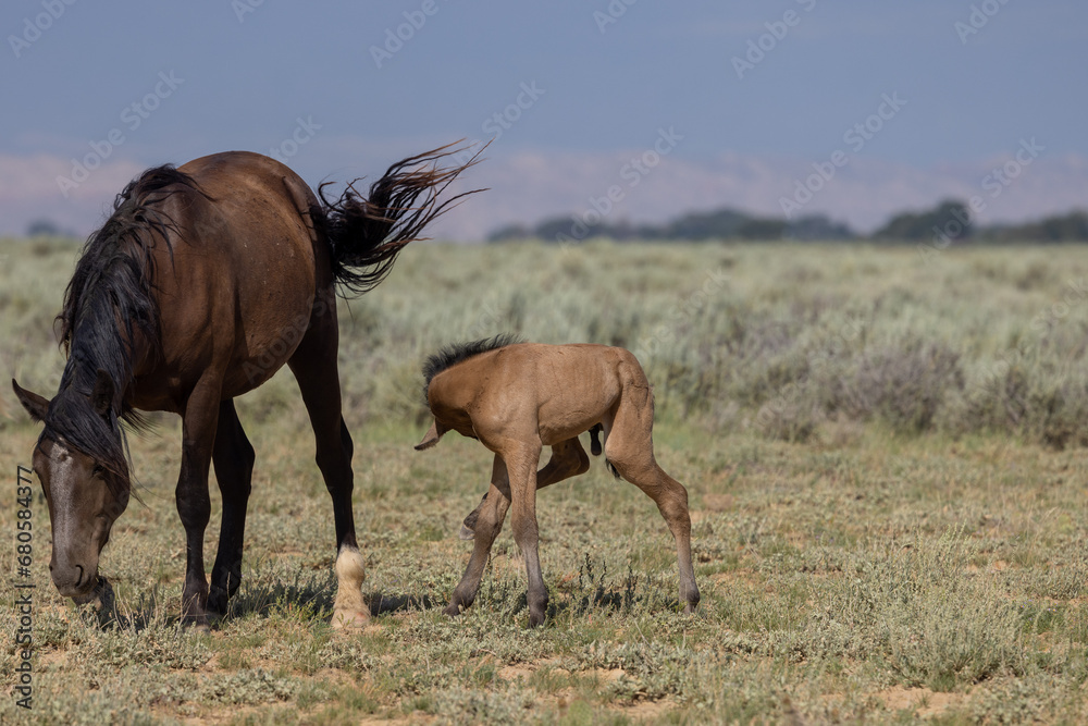 Wild Horse Mare and Foal in Summer in the Wyoming Desert