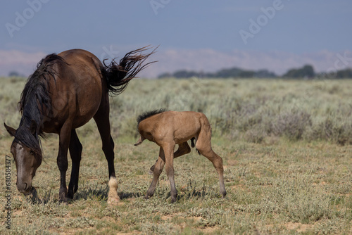 Wild Horse Mare and Foal in Summer in the Wyoming Desert