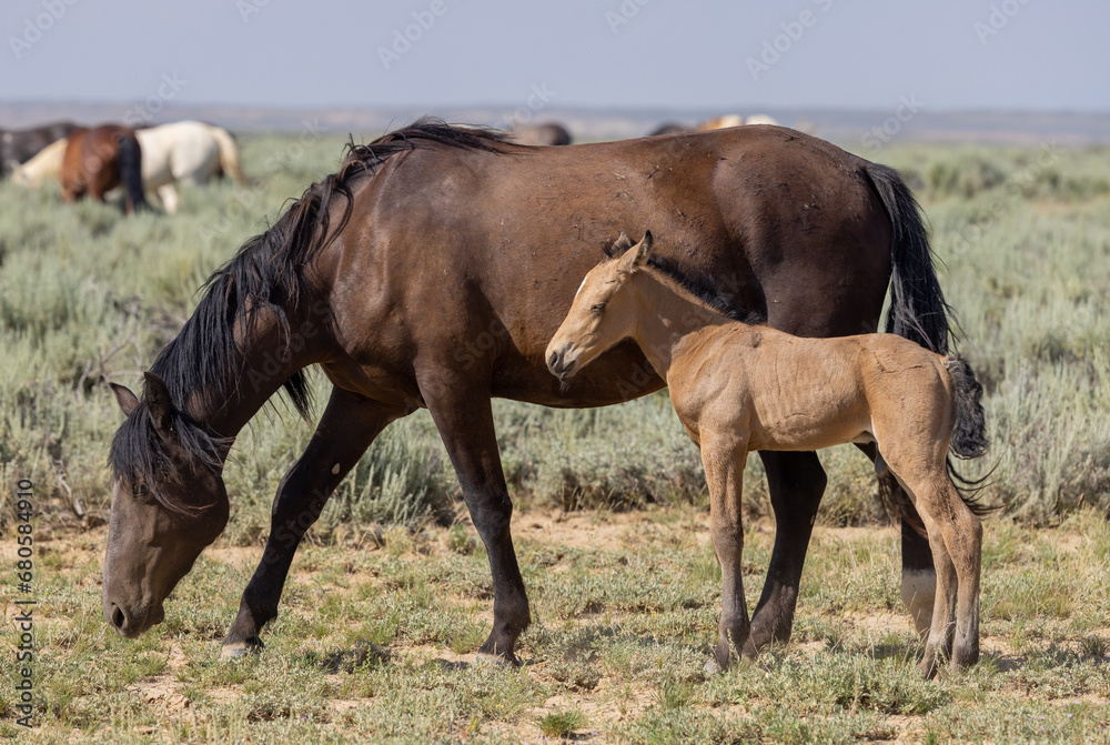 Wild Horse Mare and Foal in Summer in the Wyoming Desert Wild Horse Mare and Foal in Summer in the Wyoming Desert