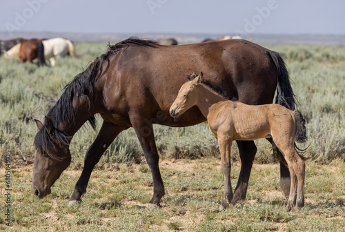 Wild Horse Mare and Foal in Summer in the Wyoming Desert © natureguy