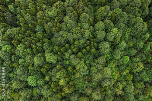 green summer mixed forest in the Caucasus mountains