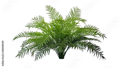 palm tree isolated on transparent background cutout