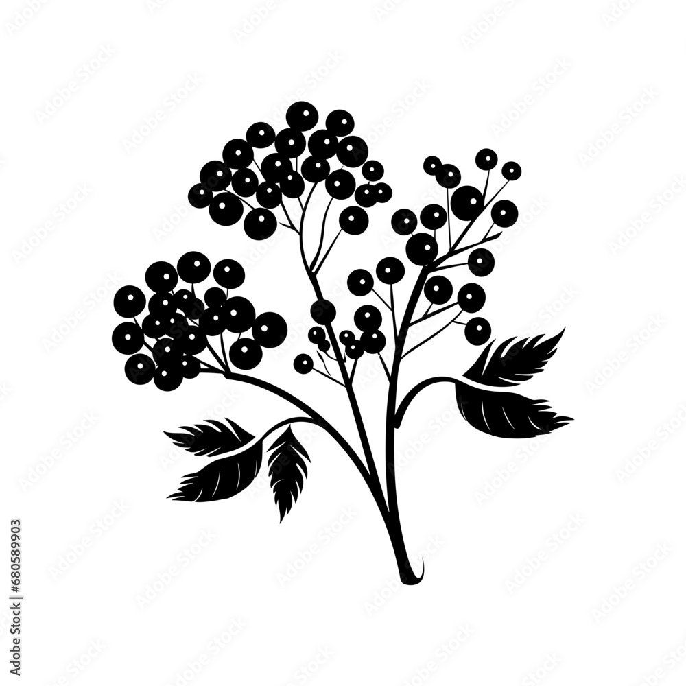 Obraz premium elderberry silhouette isolated vector