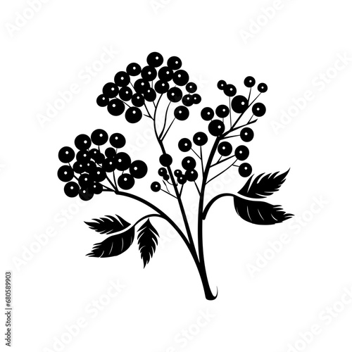 elderberry silhouette isolated vector  