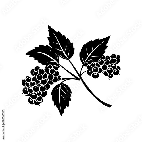 Vászonkép elderberry silhouette isolated vector