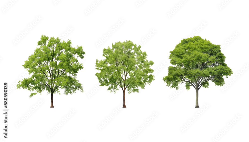 set of slim green tree isolated on transparent background cutout set of slim green tree isolated on transparent background cutout