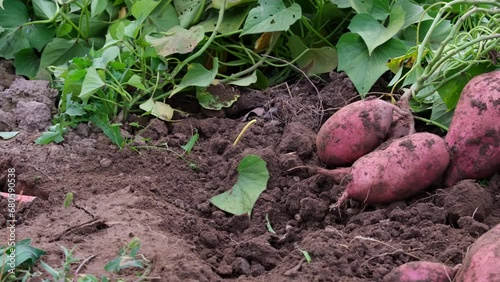 Collecting sweet potatoes from the garden on the farm. A farmer digs up a sweet potato crop. photo