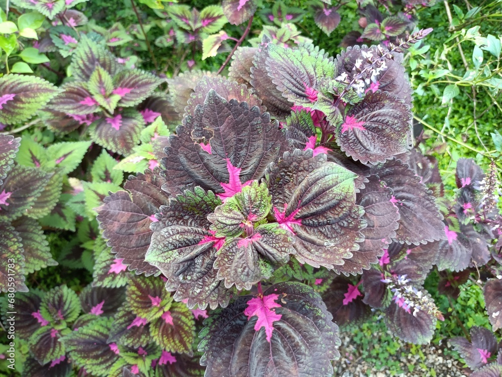 Coleus is a member of the mint family, Lamiaceae. Like other members of the mint family, it has square stems and opposite leaves. 