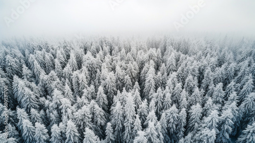 A landscape photo of forest, covered in snow