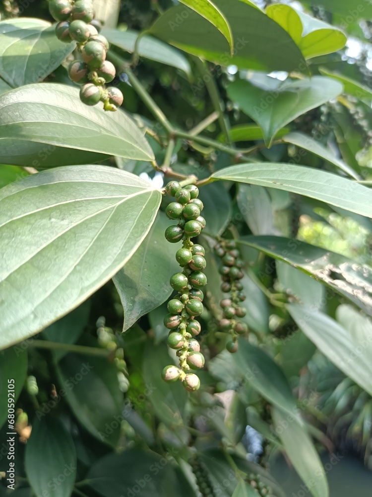 Fototapeta premium Black pepper is a flowering vine in the family Piperaceae, cultivated for its fruit, which is usually dried and used as a spice and seasoning. 
