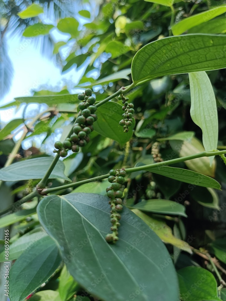 Black pepper is a flowering vine in the family Piperaceae, cultivated for its fruit, which is usually dried and used as a spice and seasoning. 