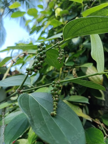 Black pepper is a flowering vine in the family Piperaceae, cultivated for its fruit, which is usually dried and used as a spice and seasoning.  © kpsathyadev