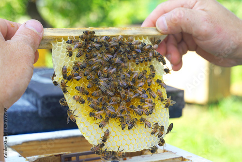A beekeeper looks at a nesting frame made of a nucleus - a special hive.