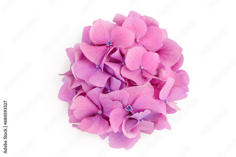 Pink Hydrangea flower isolated on white background. Top view. Flat lay