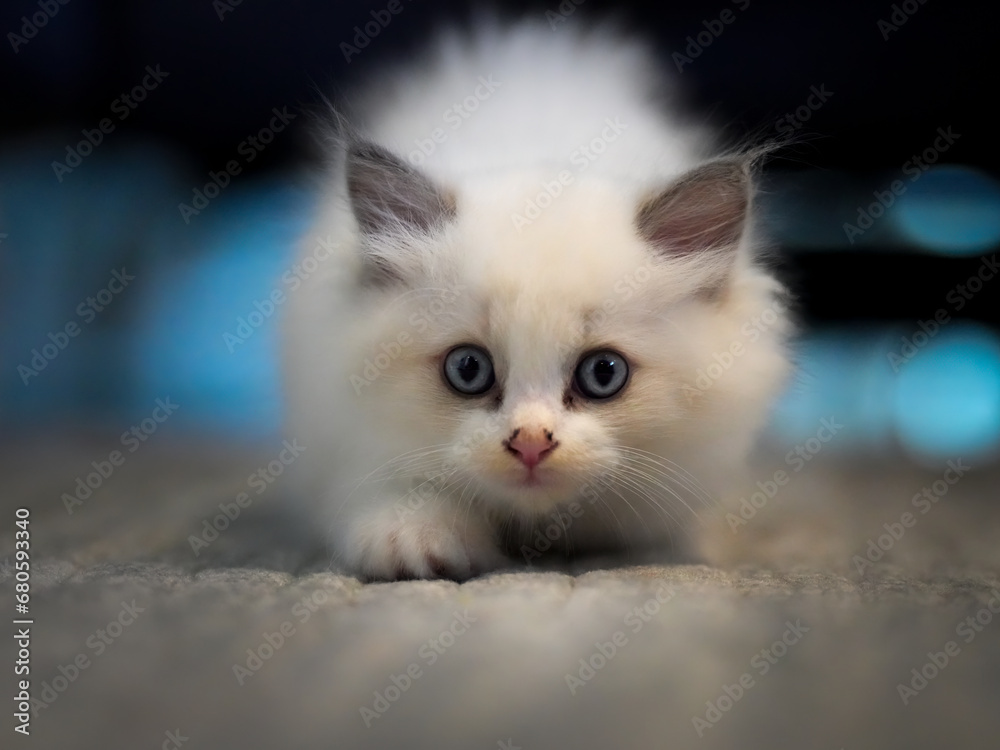 A Playful Purrfection: White Kitten with Blue Eyes Exploring a Cozy Carpet