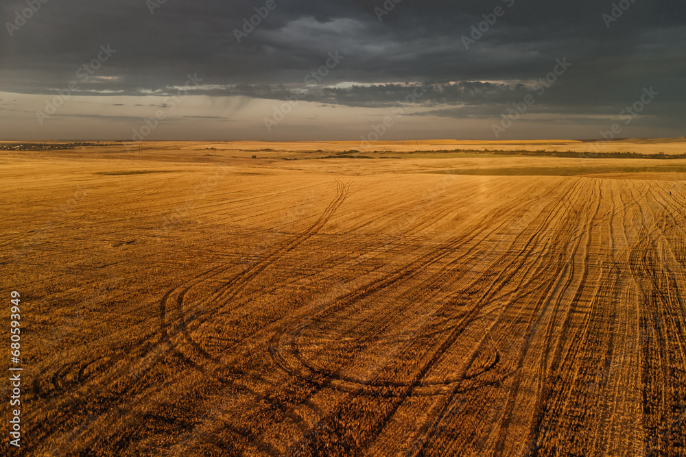Naklejka premium a mown wheat field in the gloomy dawn light