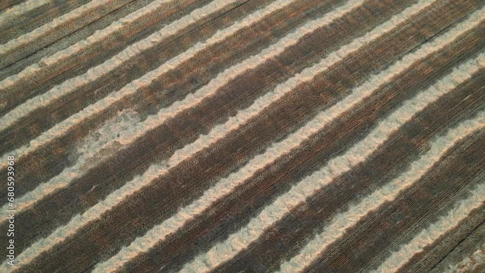 A bird's-eye view from a drone of a harvested wheat field. Agricultural yellow field after the work of industrial machinery landscape A bird's-eye view from a drone of a harvested wheat field. Agricultural yellow field after the work of industrial machinery landscape