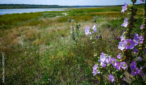 Flowering bushes of wild Malva on the banks of the Tiligul estuary photo