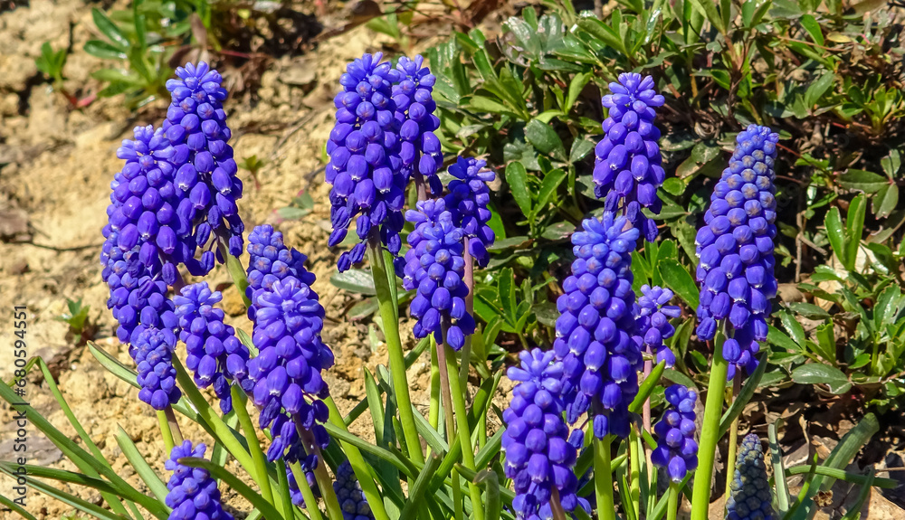 Muscari botryoides - group of plants with blue cluster-shaped flowers, Ukraine