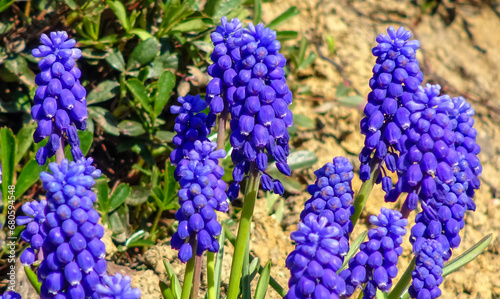 Muscari botryoides - group of plants with blue cluster-shaped flowers, Ukraine