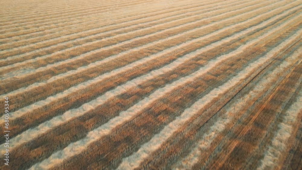 Drone view of the strips of mown straw field after harvesting. Rural landscape. rows of mown cereals Drone view of the strips of mown straw field after harvesting. Rural landscape. rows of mown cereals