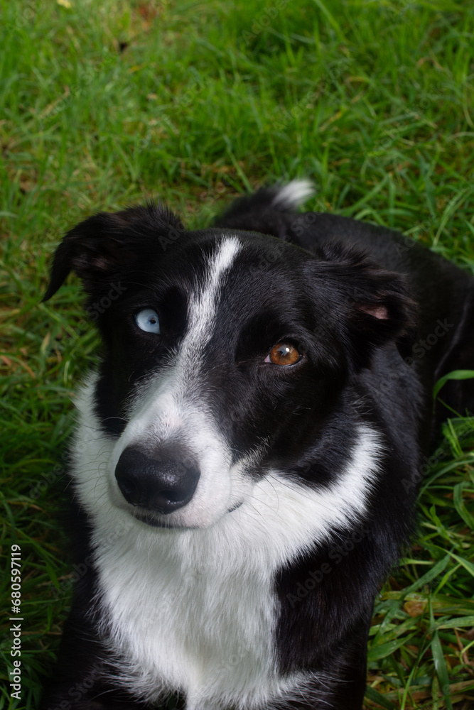 Border collie puppy dog portrait looking at camera