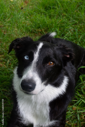 Border collie puppy dog portrait looking at camera