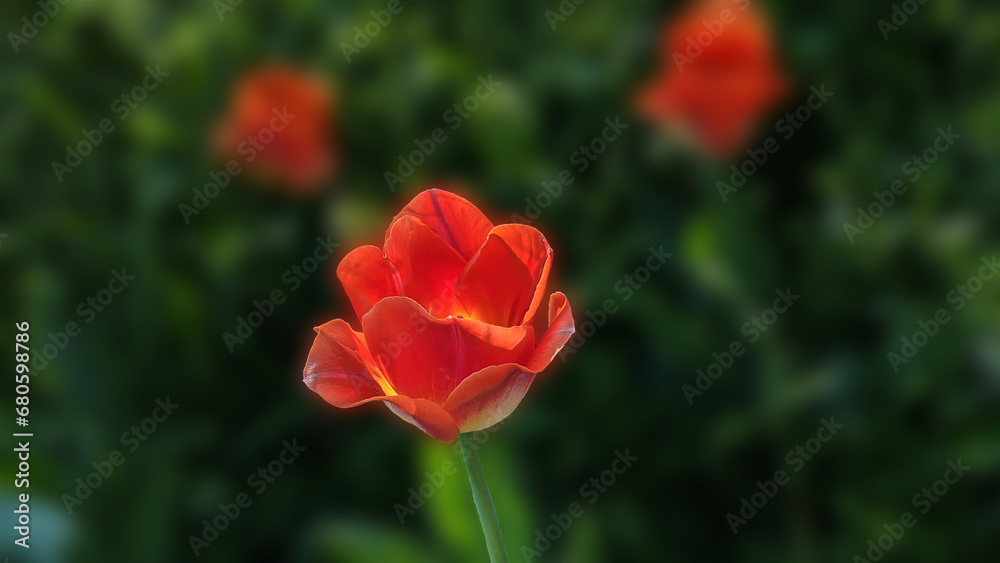 A lone red Tulip in focus , Baltimore, MD, US