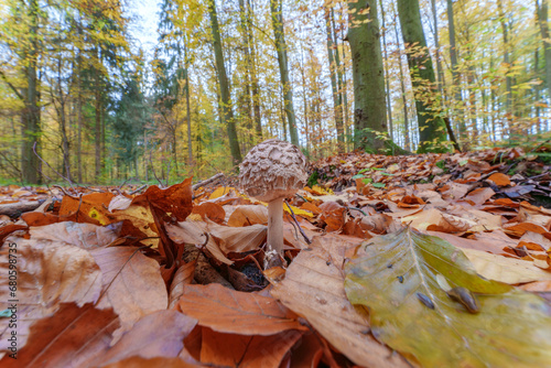 beautiful closeup of forest mushrooms, autumn season. little fresh mushrooms, growing in Autumn Forest. Leafs in forest. Mushroom picking concept.