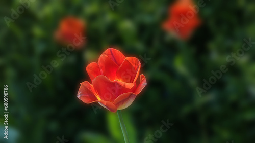 A lone red Tulip in focus   Baltimore  MD  US