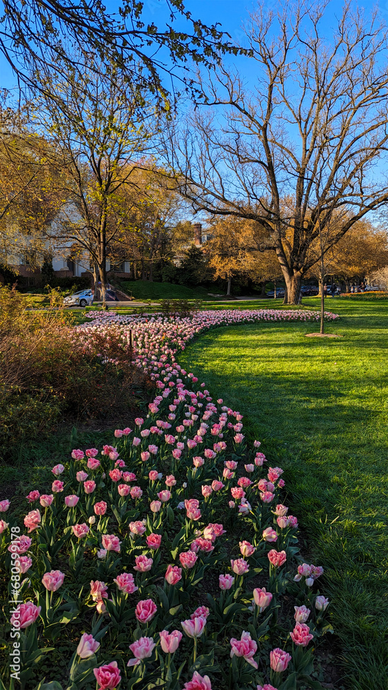 A beautiful curved line of Tulips in contrast with the green grass in the park , Baltimore, MD, US