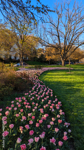 A beautiful curved line of Tulips in contrast with the green grass in the park   Baltimore  MD  US