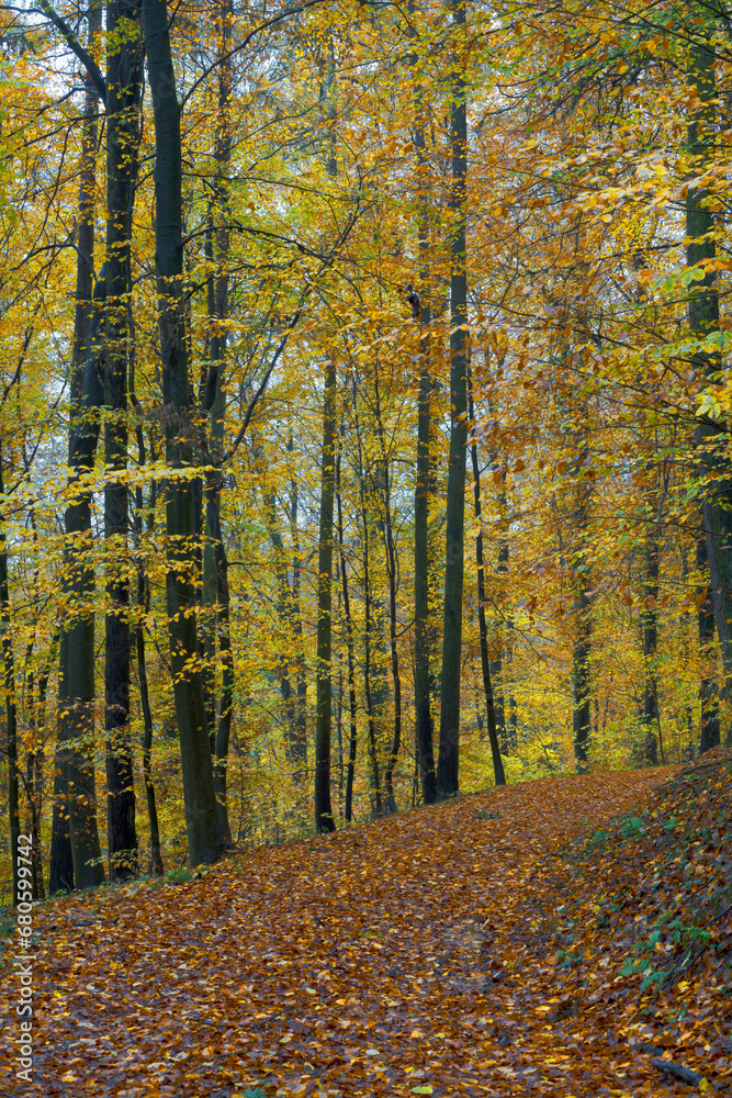 Fototapeta premium Autumn forest with setting sun shining through leaves and branches. Nature, forestry, Trees, habitat, environment and sustainability concepts, desktop