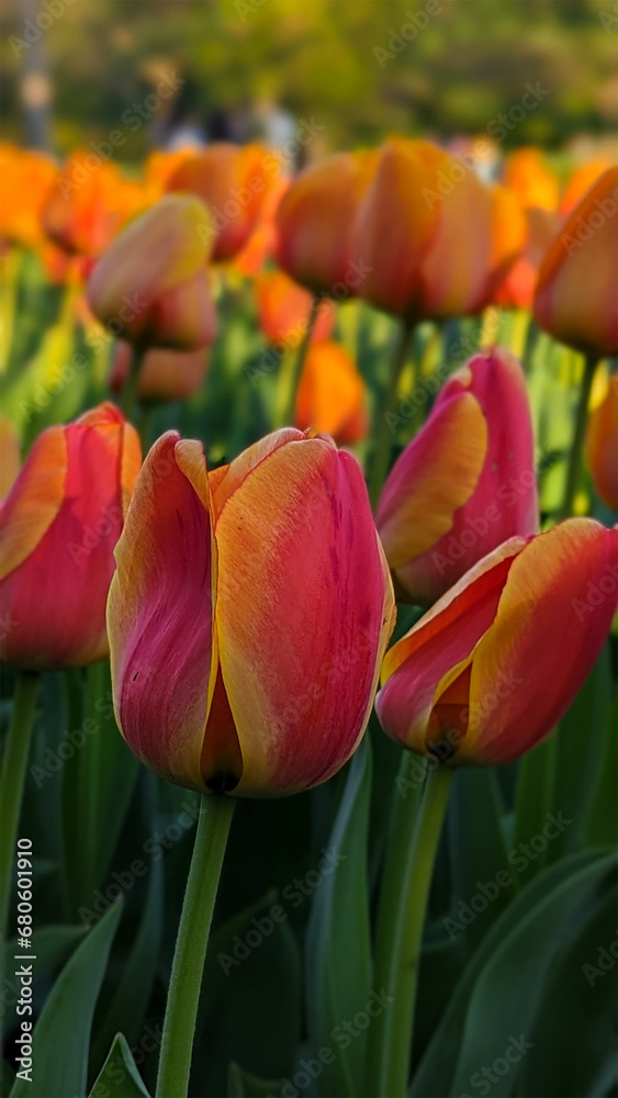 Crowded and close, but standing out - Orange Tulip , Baltimore, MD, US Crowded and close, but standing out - Orange Tulip , Baltimore, MD, US