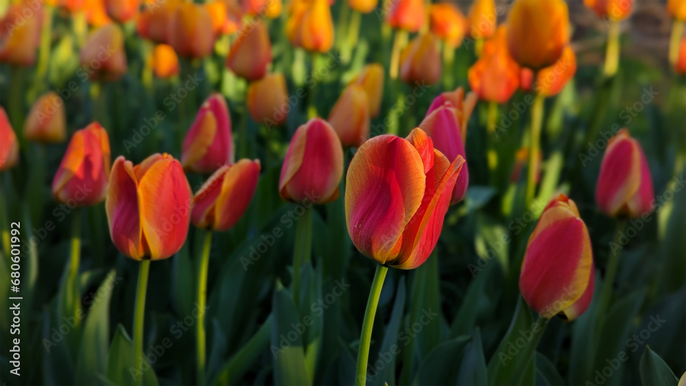 Obraz premium The lone Orange Tulip shows off in the presence of its cousins , Baltimore, MD, US
