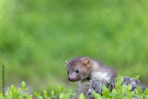 Cute marten is posing behind a tree stump looking at the side. Horizontally. 