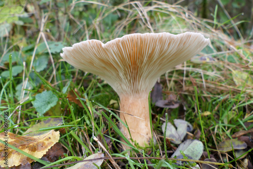 Close up of the gills of Infundibulicybe geotropa (Trooping Funnel), also known as Monks Head, growing through grass at the edge of woodland in the Dordogne, France .