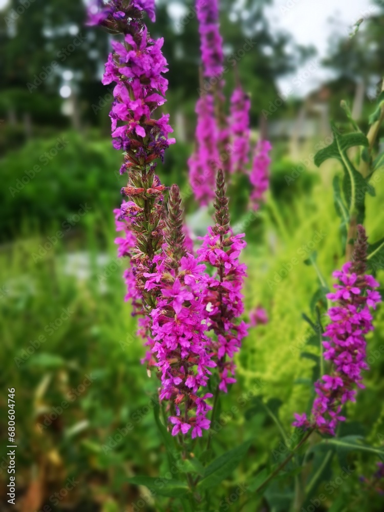 Wild Garden Weed Plant Flower Meadow Swamp Pink, Wild Garden Weed Plant Flower Meadow Swamp Pink,