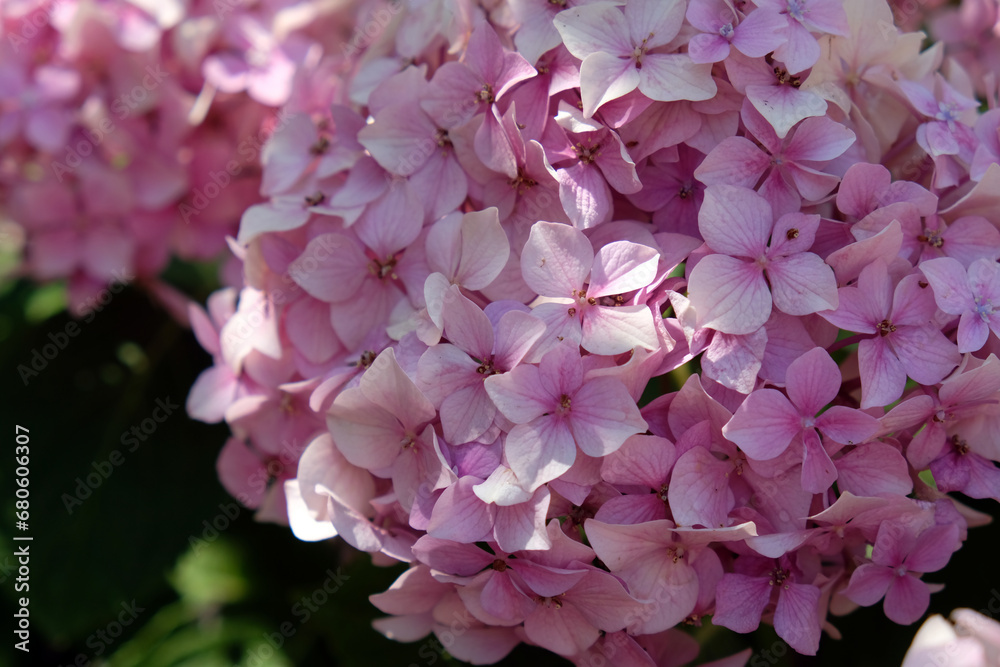 Fototapeta premium pink flowers close up