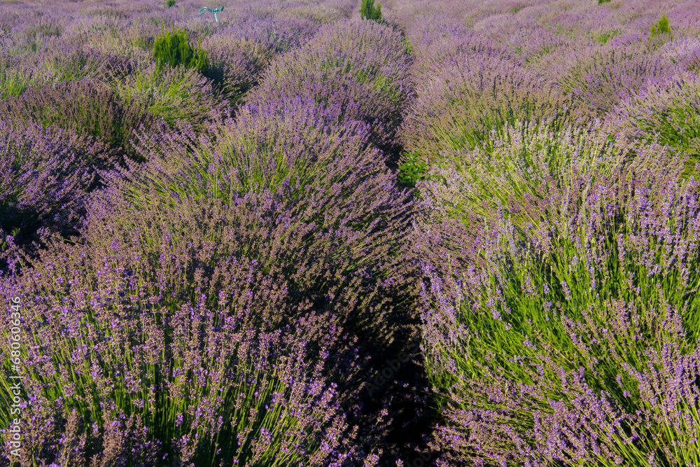 Field of blooming Lavandula in Summer in Hungary