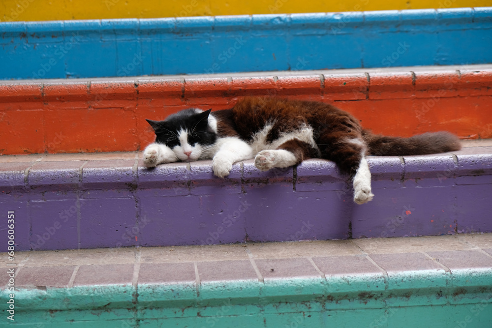 Naklejka premium cat sleeps on the stairs, Istanbul