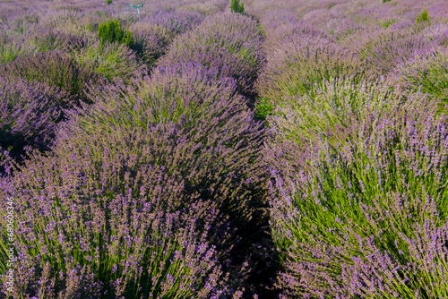 Field of blooming Lavandula in Summer in Hungary