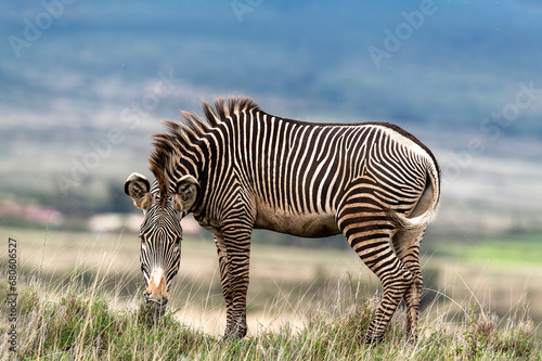 Grevvy s Zebra profile   Lewa Conservancy