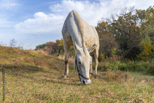 Beautiful white horse grazing in pasture. Roan mare eating autumn grass. Herbivore adult female equus caballus with tail and mane on field. Perissodactyla pluck and eating plants on sunny autumn day.