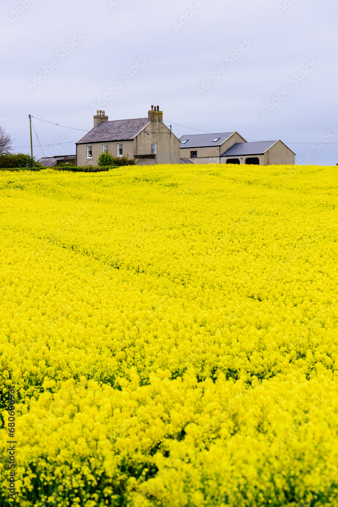 An Irish farmhouse with field of yellow rape.