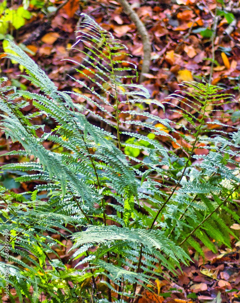 Fern plant on the ground  in the woods