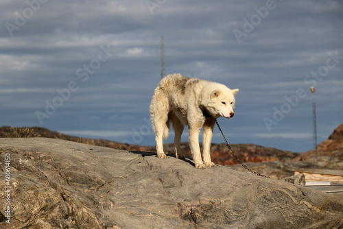 Greenlandic sled dog close-up photographed in the small village Uummannaq