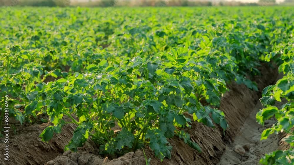 Bushes of young potatoes. Growing potato in farm. Green organic potato plants foliage, green leaves in the agriculture field. Potato field rows. Potato plantation.