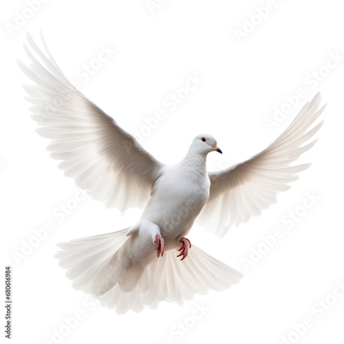 White Dove Isolated on Transparent Background